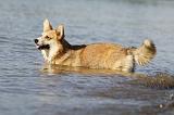 CORGI PEMBROKE 763
